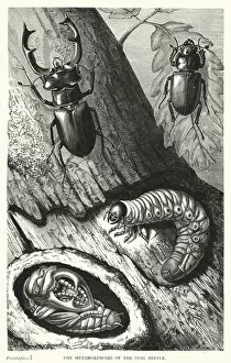 The Metamorphoses of the Stag Beetle (engraving)