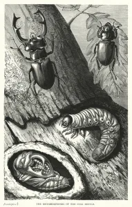 The Metamorphoses of the Stag Beetle (engraving) The Metamorphoses of the Stag Beetle (engraving)