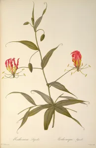 Methonica Superba, from Les Liliacees, 1809 (coloured engraving) Methonica Superba, from Les Liliacees, 1809 (coloured engraving)