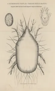 A microscopic view of a cheese mite & the egg (engraving) A microscopic view of a cheese mite & the egg (engraving)
