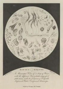 A Microscopic View of a drop of Water (engraving) A Microscopic View of a drop of Water (engraving)