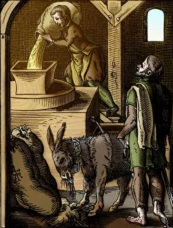 Donkeys Gallery: The Miller