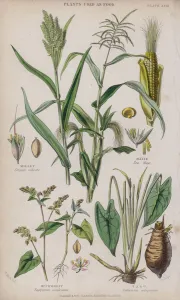 Millet; Maize; Buckwheat; Taro (coloured engraving) Millet; Maize; Buckwheat; Taro (coloured engraving)