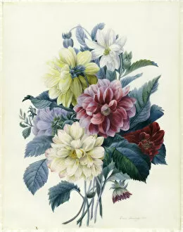 Images Dated 17th September 2012: Mixed Dahlias, 1840 (w / c & bodycolour on vellum)