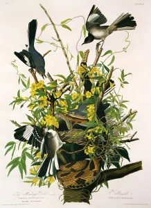 Mocking Birds and Rattlesnake, from Birds of America Mocking Birds and Rattlesnake, from Birds of America