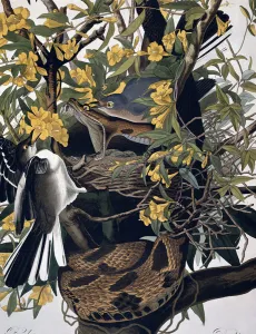 Mocking Birds and Rattlesnake, from Birds of America Mocking Birds and Rattlesnake, from Birds of America