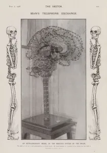 Central Nervous System Gallery: Model of the nervous system of the human brain (b / w photo)