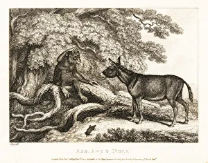 A monkey and a donkey moan until a mole silences them. 1811 (etching) A monkey and a donkey moan until a mole silences them. 1811 (etching)
