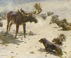A Moose at Bay (colour litho)