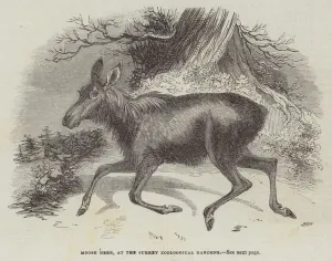 Moose Deer, at the Surrey Zoological Gardens (engraving) Moose Deer, at the Surrey Zoological Gardens (engraving)