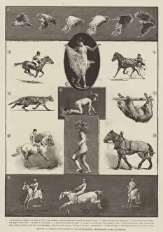 Motions of Animals illustrated by the Instantaneous Photographs of Mr Muybridge (engraving) Motions of Animals illustrated by the Instantaneous Photographs of Mr Muybridge (engraving)