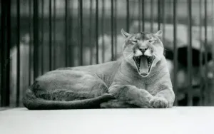 A Mountain Lion yawning at London Zoo, 1928 (b/w photo) A Mountain Lion yawning at London Zoo, 1928 (b/w photo)