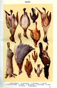 Mrs Beeton's cookery book illustration, 1861 (print) Mrs Beeton's cookery book illustration, 1861 (print)