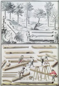 Ms 131k Different species of tree and sawing logs, from Traite de Fortifications' Ms 131k Different species of tree and sawing logs, from Traite de Fortifications'