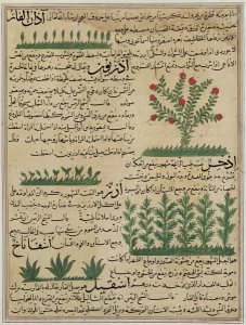 Ms E-7 fol. 142b Botanical plants, illustration from The Wonders of the Creation Ms E-7 fol. 142b Botanical plants, illustration from The Wonders of the Creation