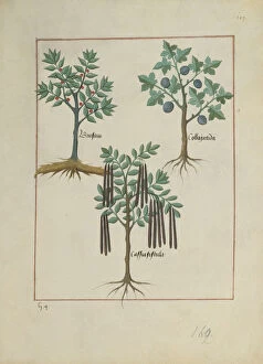 Ms Fr. Fv VI #1 fol.165r Illustration from the Book of Simple Medicines'