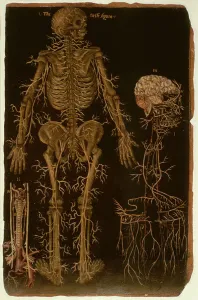 Ms Hunter 364 Table V Dissection, from Anatomical Tables Ms Hunter 364 Table V Dissection, from Anatomical Tables