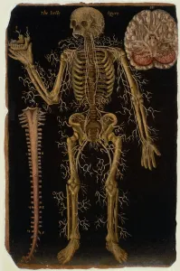 Ms Hunter 364 Table VI Dissection, from Anatomical Tables Ms Hunter 364 Table VI Dissection, from Anatomical Tables