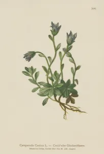 Mt. Cenis Bellflower (Campanula Cenisia) (colour litho) Mt. Cenis Bellflower (Campanula Cenisia) (colour litho)