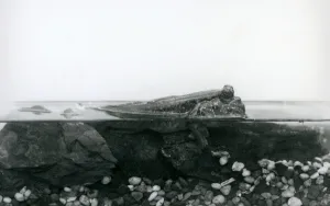 A Mudskipper, resting on submerged rocks, with the top half of its body above water A Mudskipper, resting on submerged rocks, with the top half of its body above water