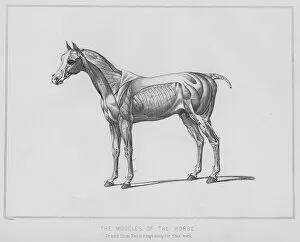 The muscles of the horse (litho)