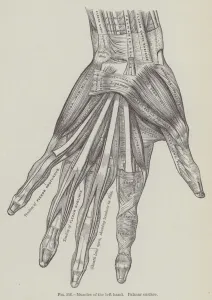 Muscles of the left hand, Palmar surface (engraving) Muscles of the left hand, Palmar surface (engraving)