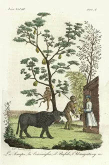 Copperplate Engraving Gallery: Mustard plant with cochineal beetles, jackfruit tree, water buffalo and orangutan