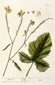 Mustard, plate 446 from A Curious Herbal, published 1782 (colour engraving) Mustard, plate 446 from A Curious Herbal, published 1782 (colour engraving)