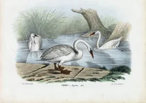 Mute Swan, 1863-79 (colour litho) Mute Swan, 1863-79 (colour litho)