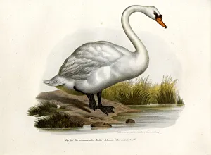 Mute Swan, 1864 (colour litho) Mute Swan, 1864 (colour litho)