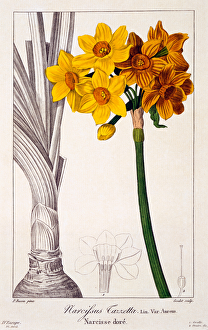 Narcissus tazetta, 1836 (hand-coloured engraving) Narcissus tazetta, 1836 (hand-coloured engraving)