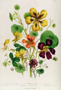 Nasturtium, plate 21 from The Ladies Flower Garden, published 1842 Nasturtium, plate 21 from The Ladies Flower Garden, published 1842