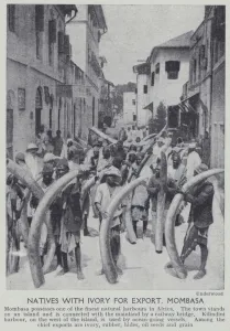 Natives with ivory for export, Mombasa (b/w photo) Natives with ivory for export, Mombasa (b/w photo)