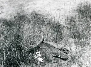 A near threatened Arabian Bustard spreading its wings, close to the ground A near threatened Arabian Bustard spreading its wings, close to the ground