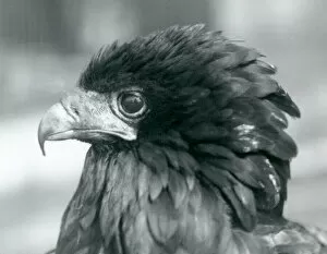 Threatened Species Gallery: A near threatened Bateleur Eagle at London Zoo in 1927 (b / w photo)