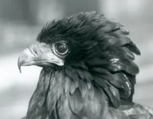 A near threatened Bateleur Eagle at London Zoo in 1927 (b/w photo) A near threatened Bateleur Eagle at London Zoo in 1927 (b/w photo)