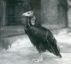 Threatened Species Gallery: A near threatened Eurasian Black Vulture standing at London Zoo, 1927 (b / w photo)