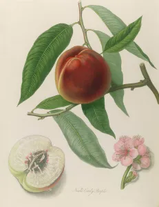 Nectarine: Neals Early Purple (coloured engraving) Nectarine: Neals Early Purple (coloured engraving)