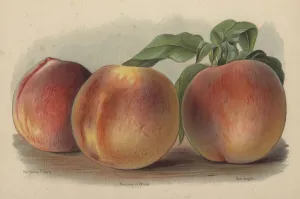 Nectarine Peach, Princess of Wales, Sea Eagle (chromolitho) Nectarine Peach, Princess of Wales, Sea Eagle (chromolitho)