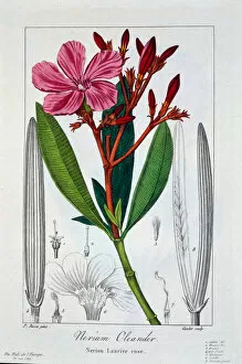 Nerium Gallery: Nerium oleander, 1836 (hand-coloured engraving)