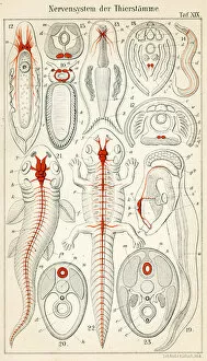 Nerve Gallery: The Nervous system of various animals 1898 (colour litho)