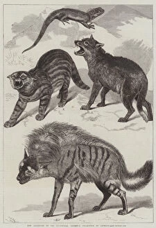 Tuataras Collection: New Additions to the Zoological Societys Collection of Animals (engraving)
