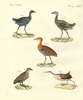 New birds (coloured engraving) New birds (coloured engraving)