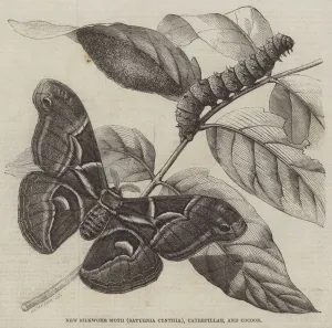 Cynthia Moth (Butterflies, Insects, Animals) Gallery