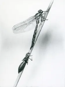 A newly emerged Golden-ringed Dragonfly rests on a reed above its empty larval shell A newly emerged Golden-ringed Dragonfly rests on a reed above its empty larval shell