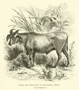 Niare, the Wild Bull of Equatorial Africa, Bos brachicheros (engraving) Niare, the Wild Bull of Equatorial Africa, Bos brachicheros (engraving)