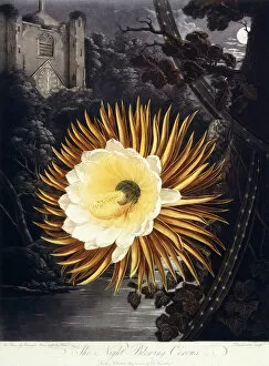 By The Side Of A River Gallery: The Night Blowing Cereus, 1800 (coloured engraving)