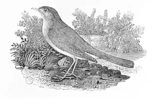 The Nightingale (Luscinia megarhynchos) from the History of British Birds Volume I, pub The Nightingale (Luscinia megarhynchos) from the History of British Birds Volume I, pub