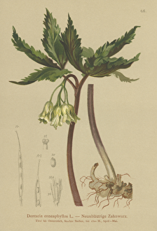 Nine-leaved Coral Wort (Dentaria enneaphyllos) (colour litho) Nine-leaved Coral Wort (Dentaria enneaphyllos) (colour litho)