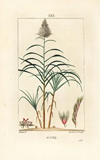 Noble cane - Sugar cane, Saccharum officinarum. Handcoloured stipple copperplate Noble cane - Sugar cane, Saccharum officinarum. Handcoloured stipple copperplate